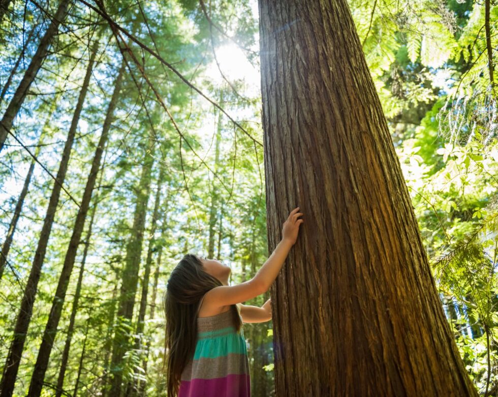 Child touching the bark of a tree